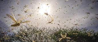 New swarms of desert locusts pose a threat to farmlands
