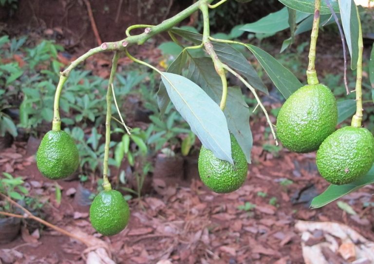 Kenya’s small farmers find respite in avocados amid changing climate