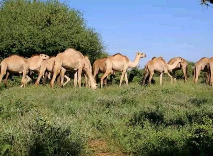 مقتل وإصابة رعاة جراء تفجير بجنوب غرب البلاد