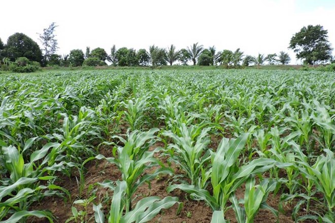 FAO provides rural households in Somalia with cash livestock and agricultural support